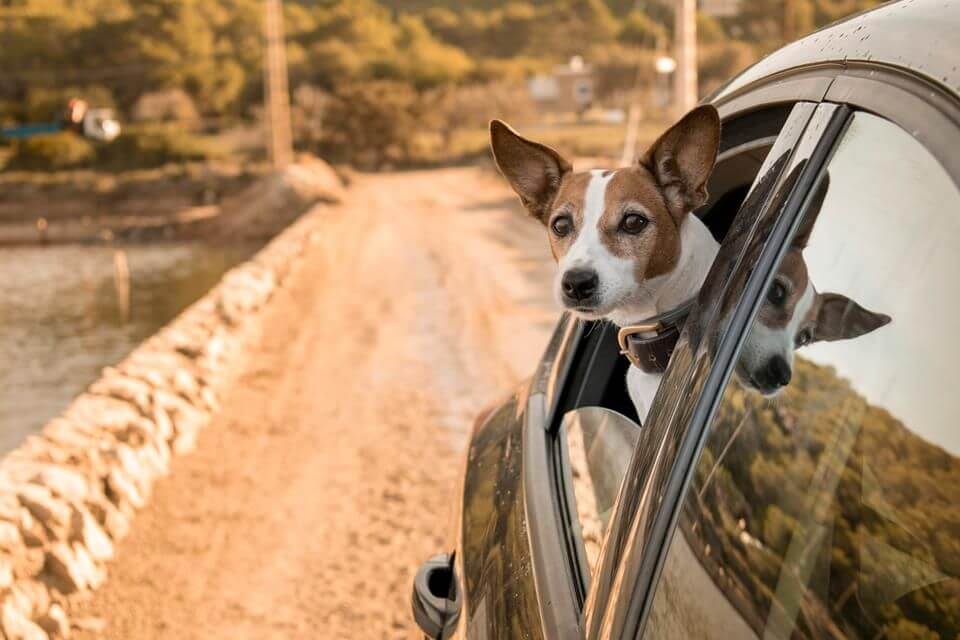 1 samochodowe pasy bezpieczenstwa dla psow
