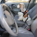 pasy bezpieczenstwa w aucie 1b