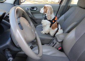 pasy bezpieczenstwa w aucie 1b