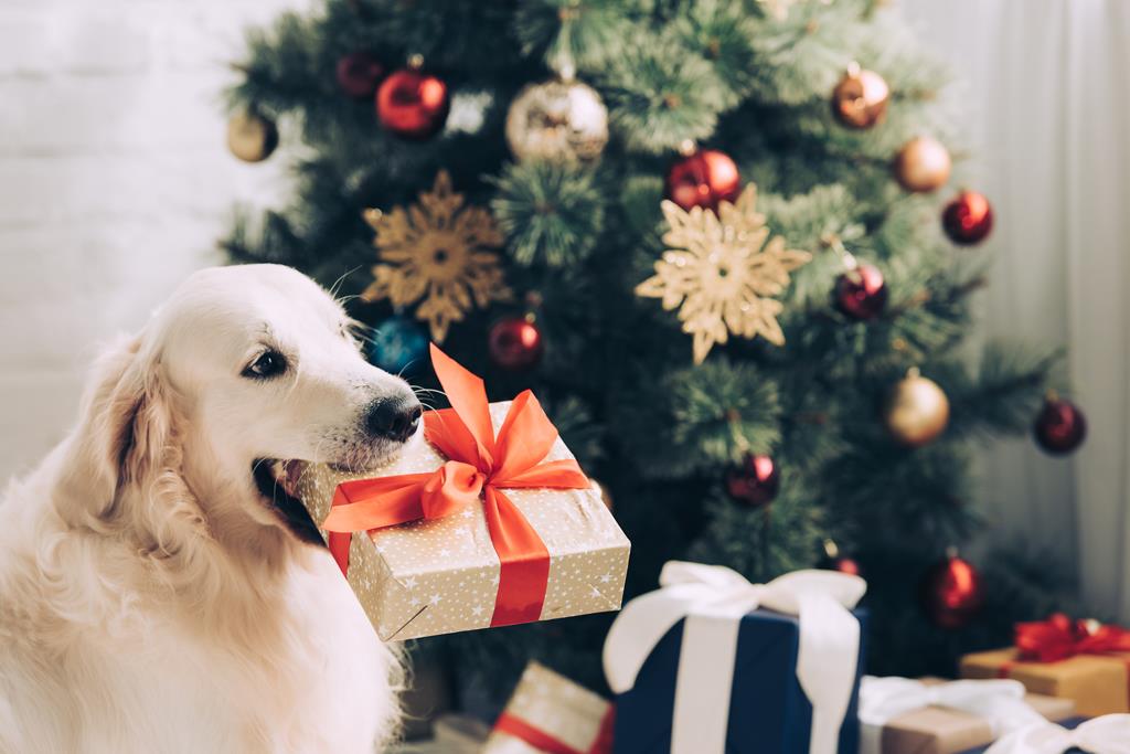 Prezent świąteczny dla psa